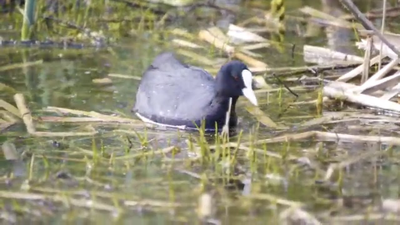 Bl&auml;sshuhn | V&ouml;gel in Deutschland