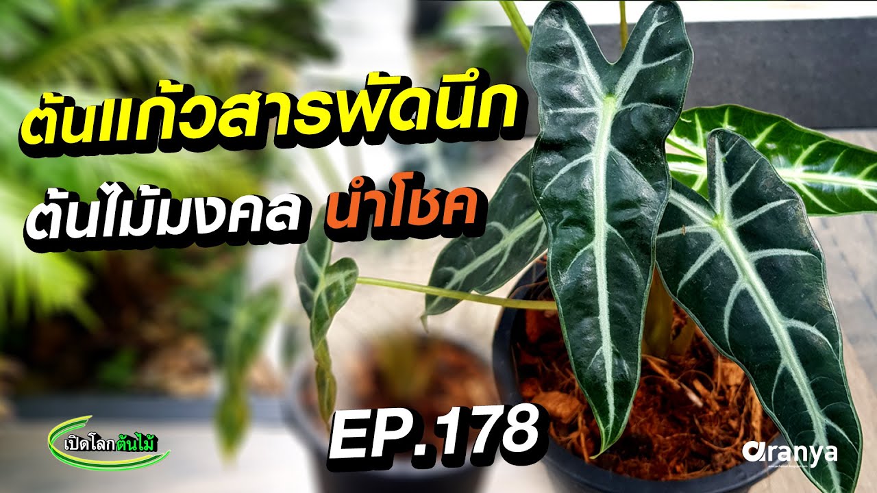 ต้นแก้วสารพัดนึก หรือ ต้นแก้วหน้าม้า ไม้เสริมมงคล นำโชค @AranyaChannel