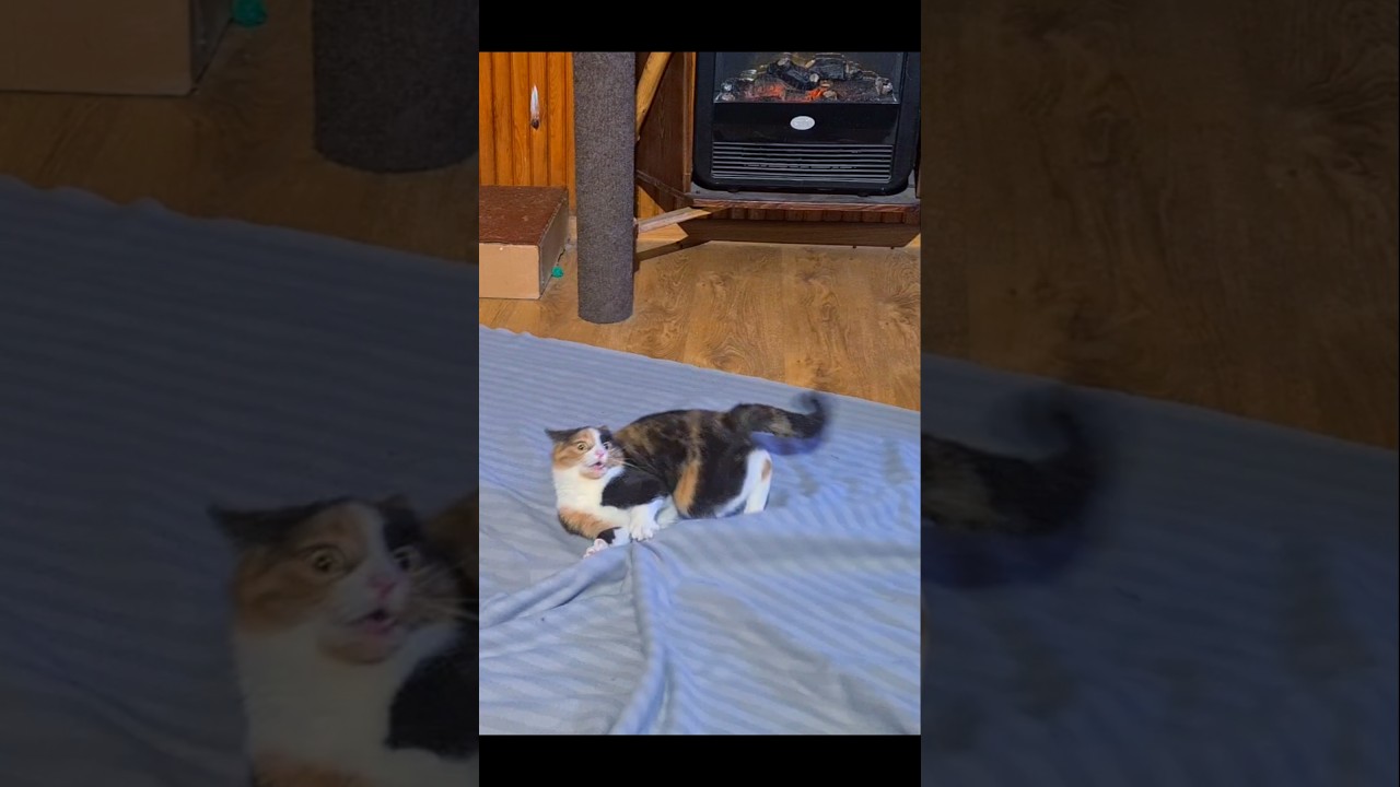 Crazy Calico Cat Diana 🤪 #funny #shorts