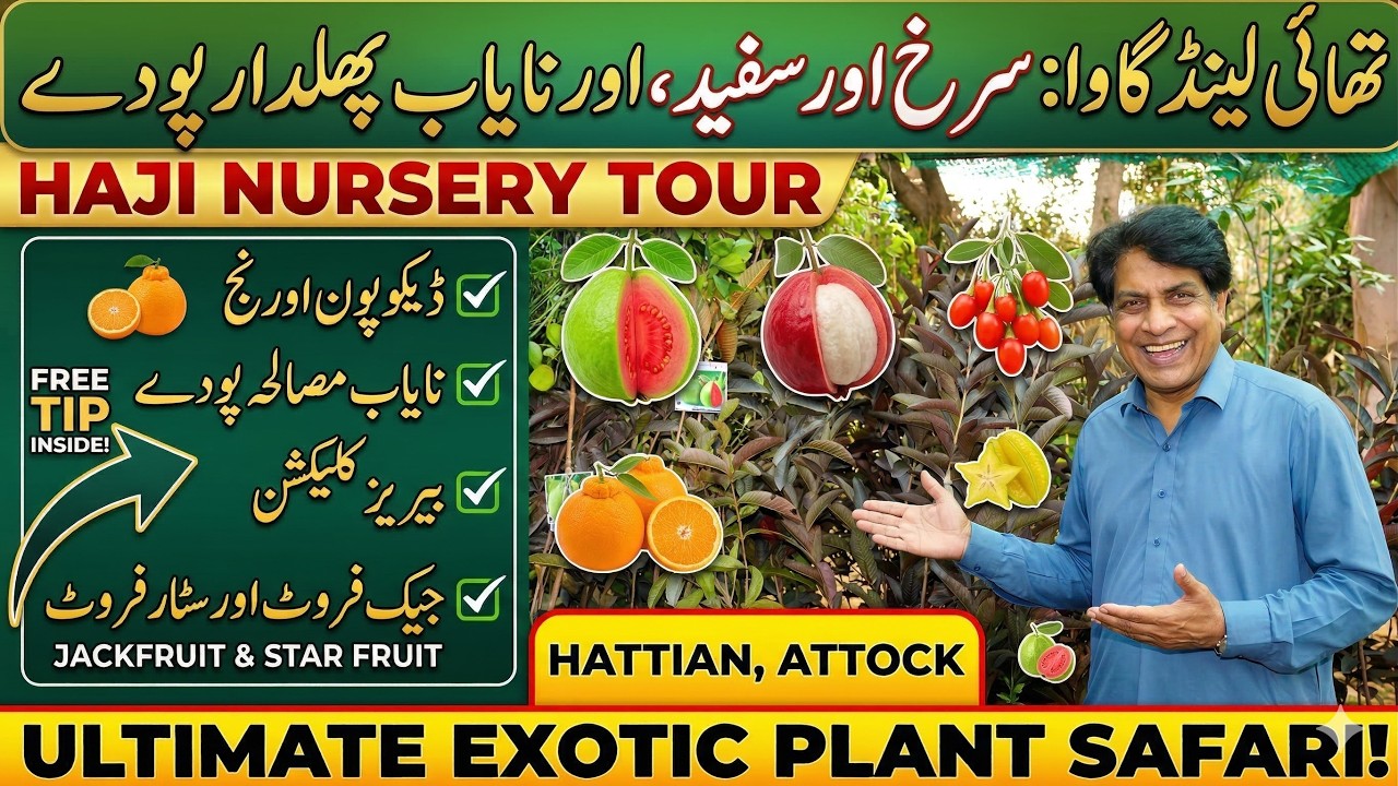 Amazing Exotic Fruit Plants You Can Grow at Home | Haji Nursery Review