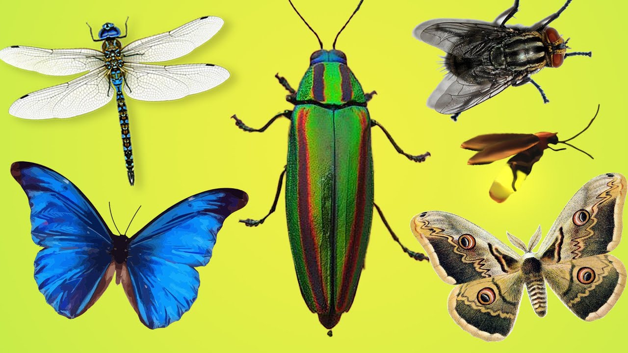 Simple English Bugs for Kids