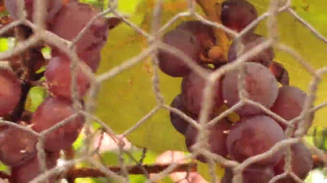 Mars seedless grapes update November 2024