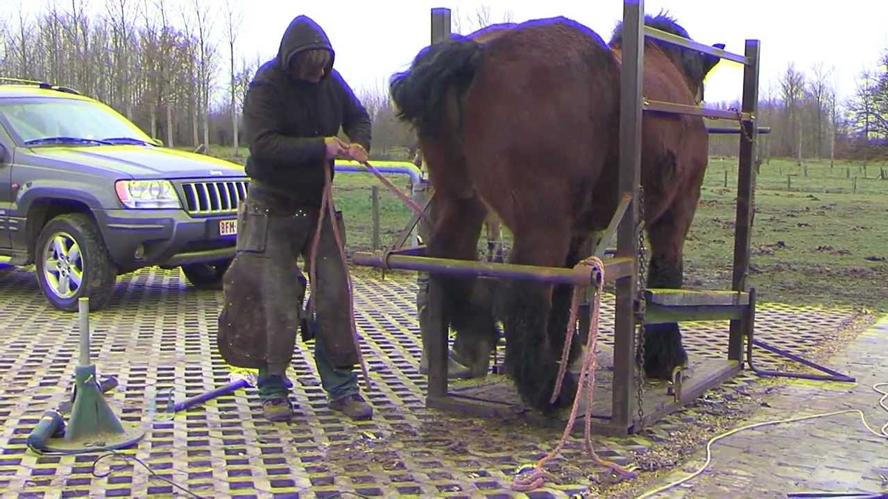 Belgian Draft kicking with hind legs due to mud fever- meeting farrier