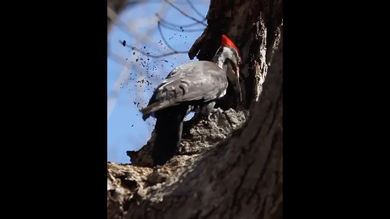 Pileated Woodpecker Foraging Up Close | Wild Bird Behavior #shorts