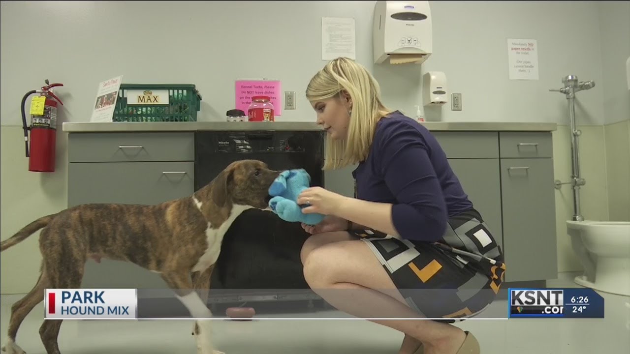 Adopt A Pet: November 15, 2018