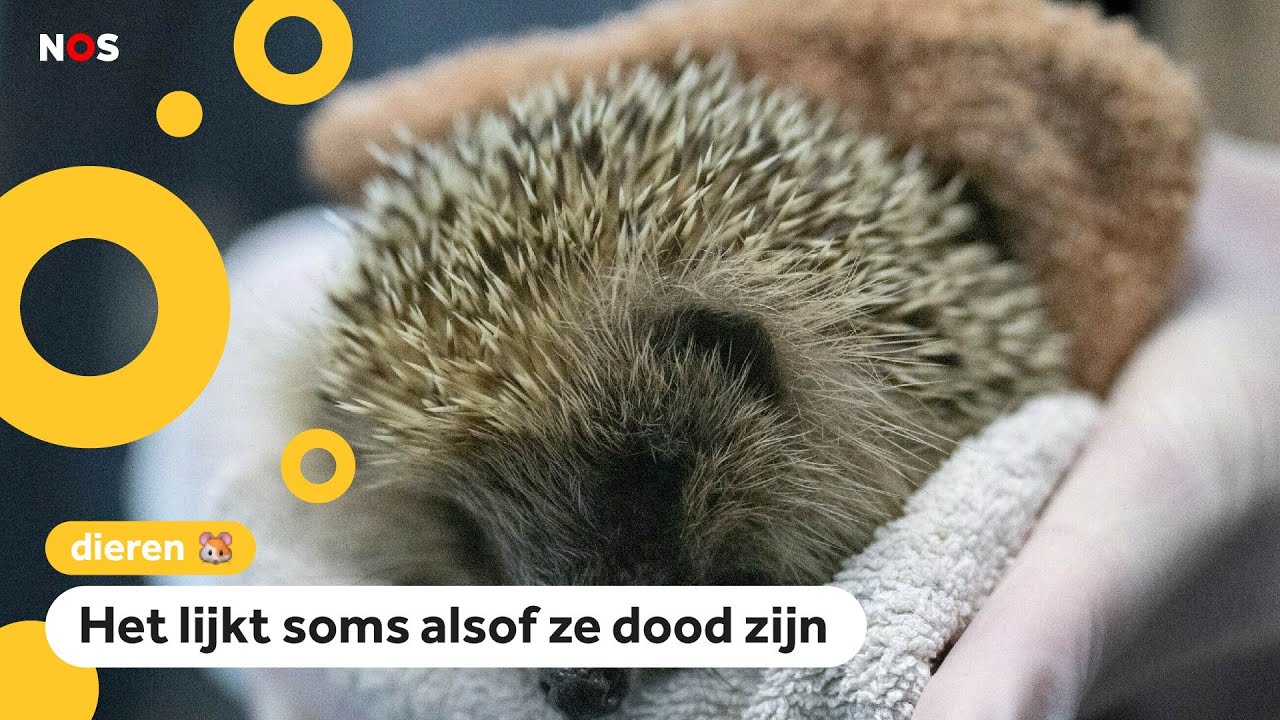 Welke dieren in Nederland doen een winterslaap?