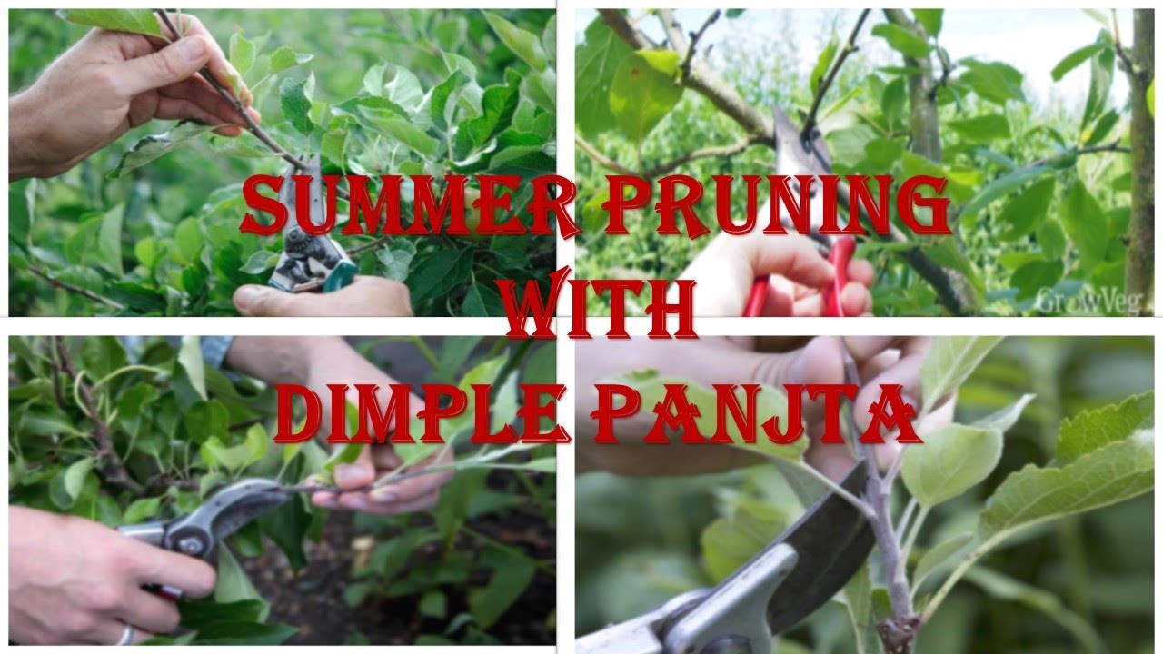 Summer Pruning With Dimple Panjta // डिंपल पाँजटा  के साथ समर प्रूनिंग