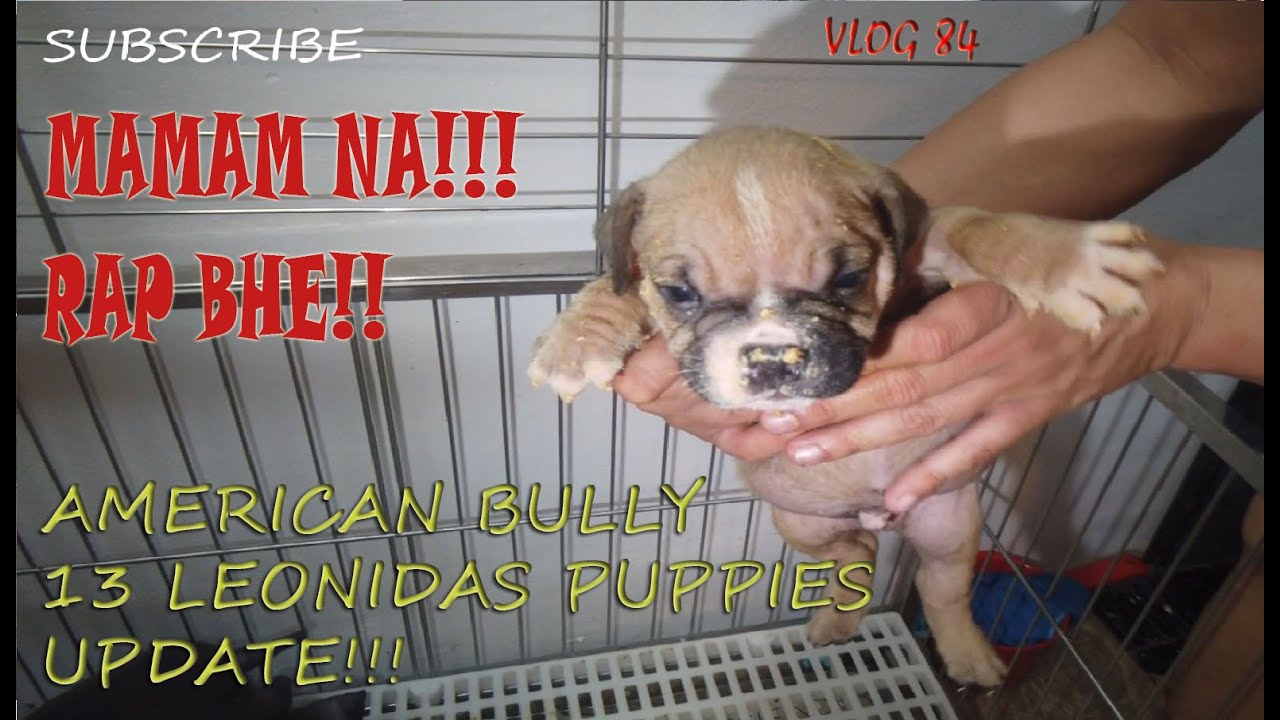 13 LITTLE PIGGIES GRABE LALAKAS NA LUMAMON AMERICAN BULLY DOGS | DON RAIDER VLOG 84