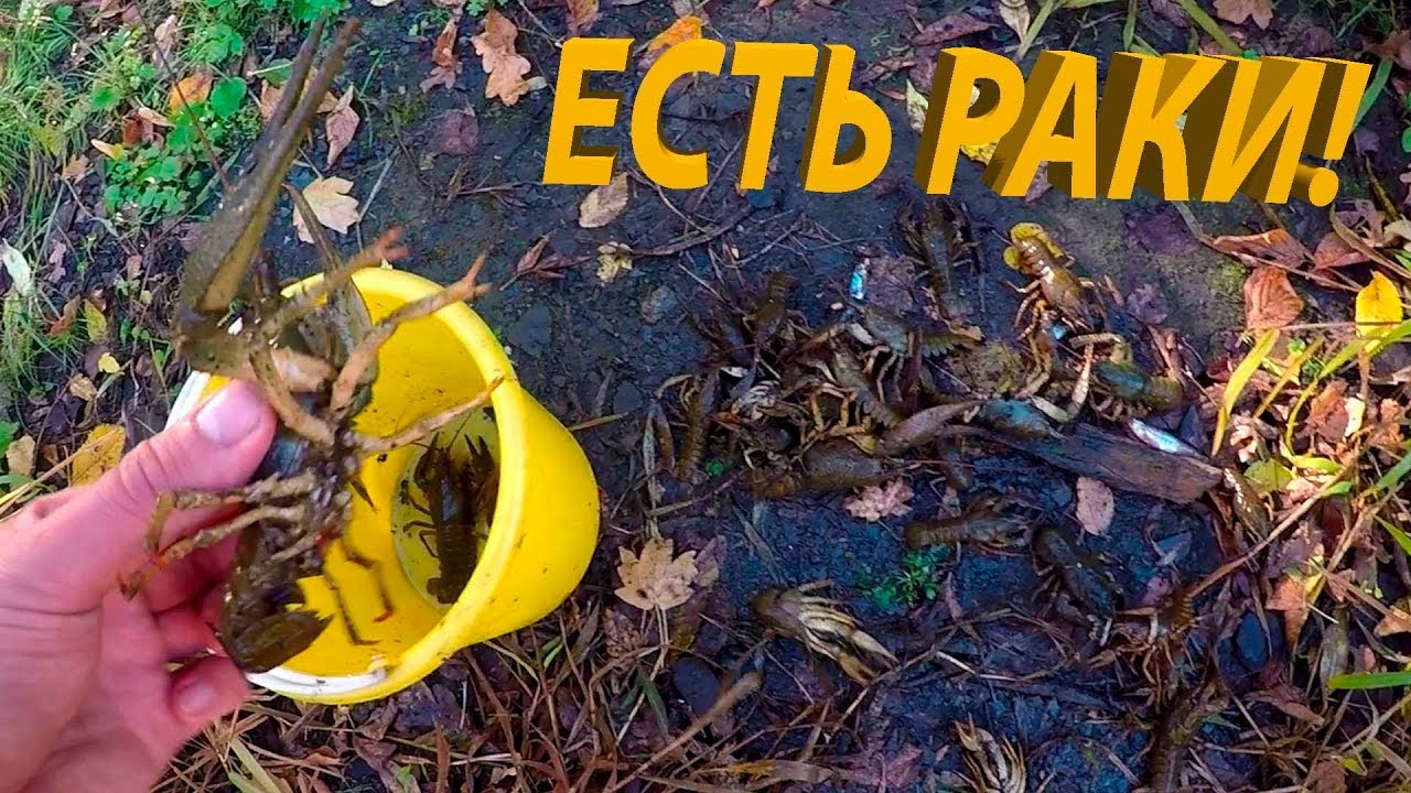 ЛОВЛЯ РАКОВ НА РАКОЛОВКИ! ГДЕ ЛУЧШЕ ПОСТАВИТЬ РАКОЛОВКУ. ТЕСТ РАЗНЫХ ПРИМАНОК.