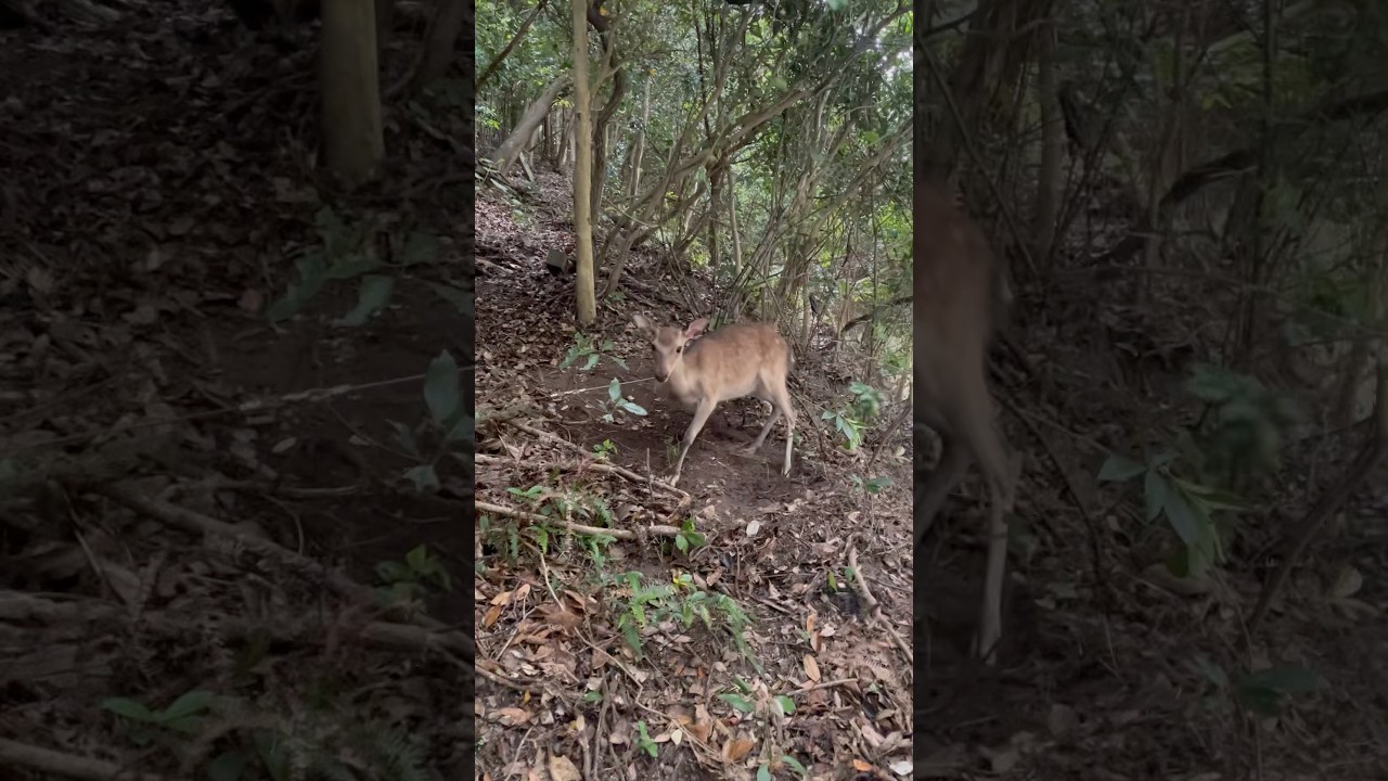 catch a deer #hunting #wildanimals #wildlife #outdoors #animals #deer