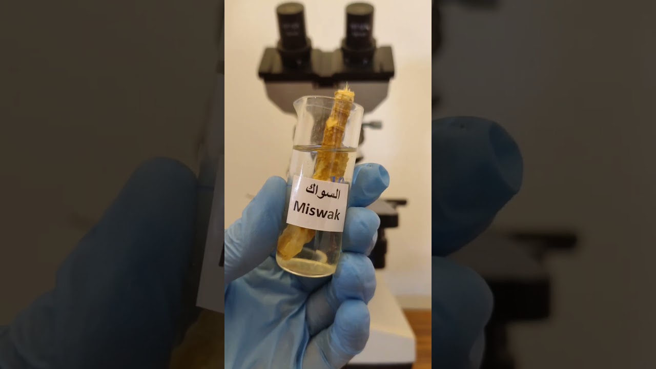 عصارة السواك ضد الجراثيم  | Miswak Vs microorganisms