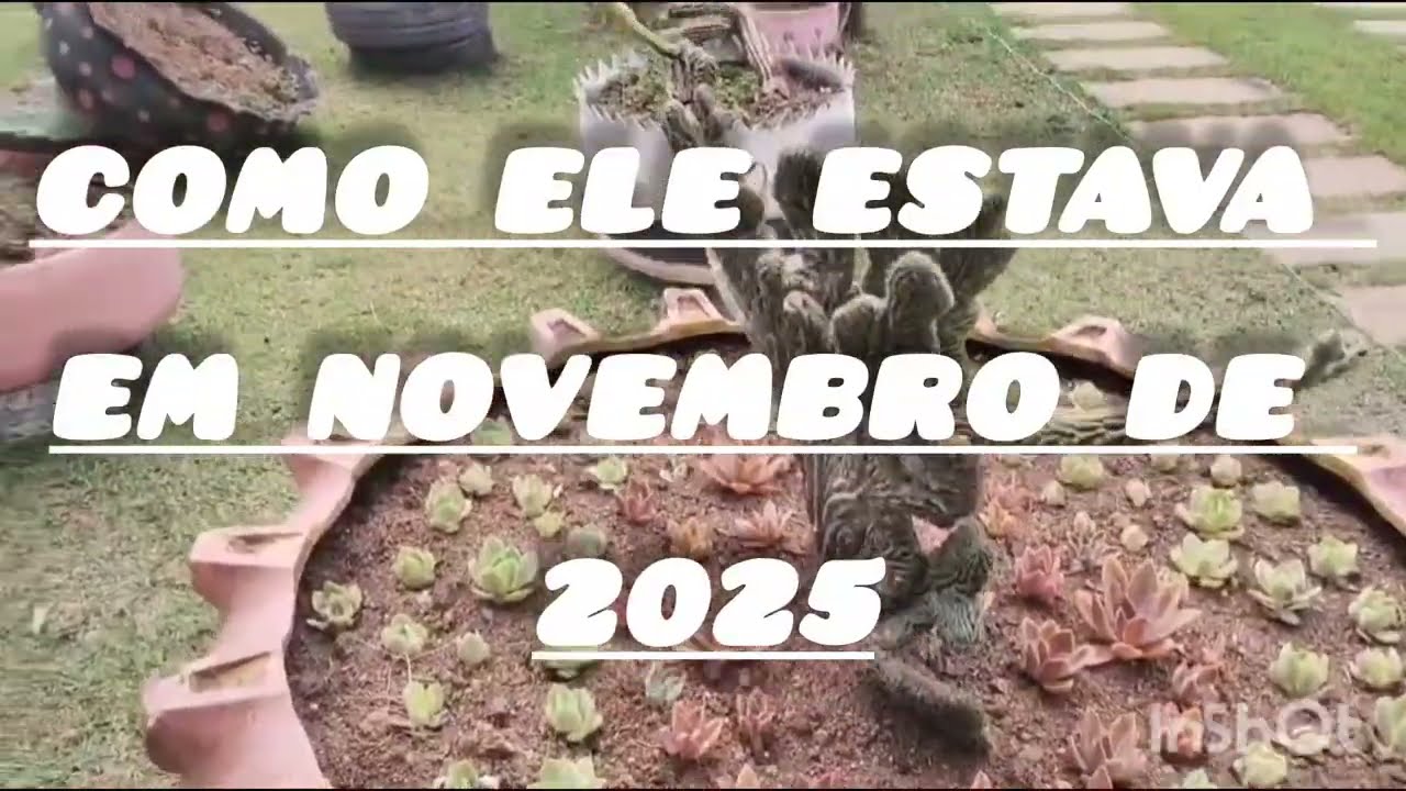 Vc sempre pode  recomeçar.um tuor pelo jardim de uma amiga especial 