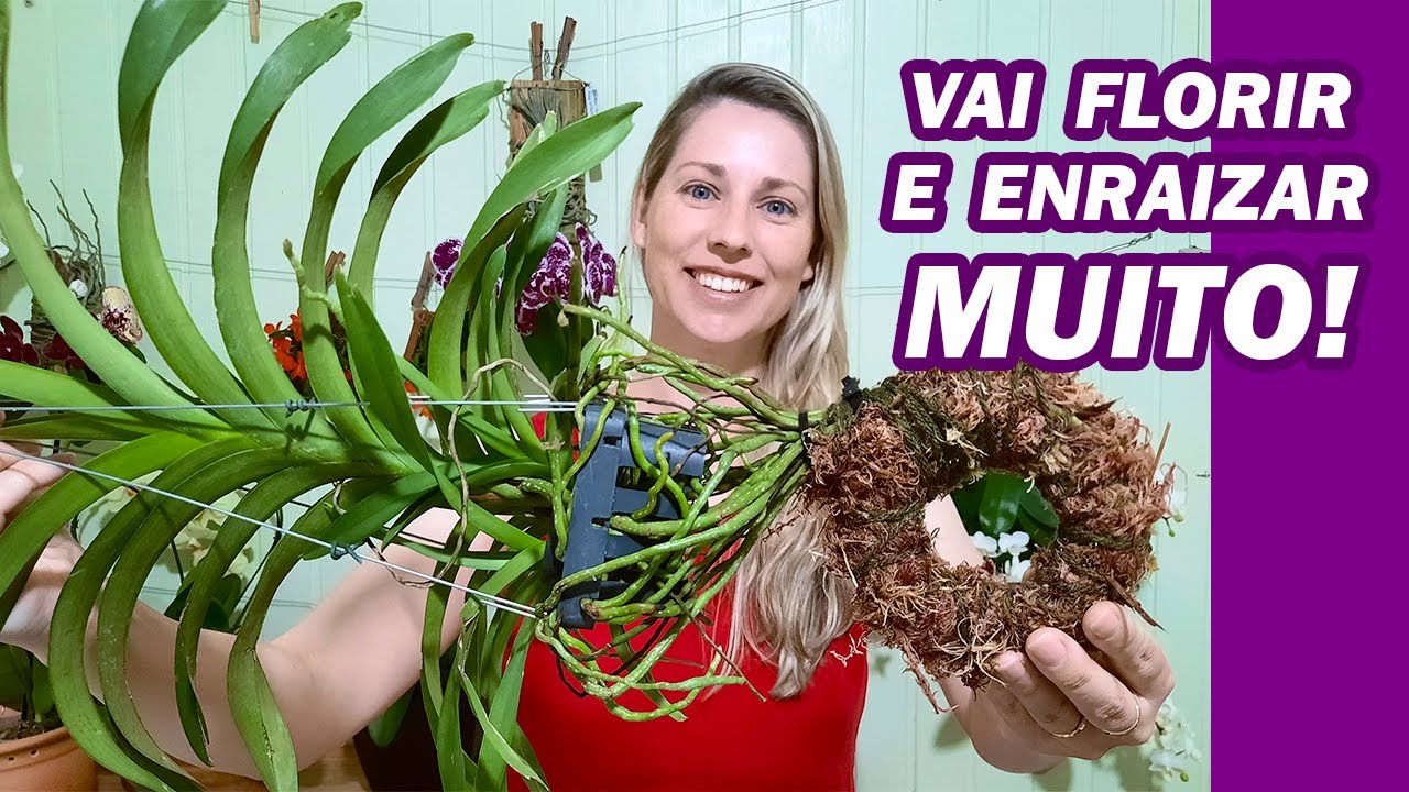 Com essa TÉCNICA sua Orquídea Vanda nunca vai Desidratar