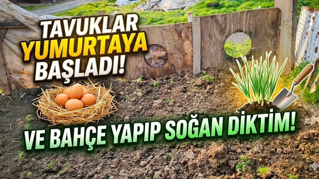 Bahçede Bereket Başladı! Soğan Dikiyoruz