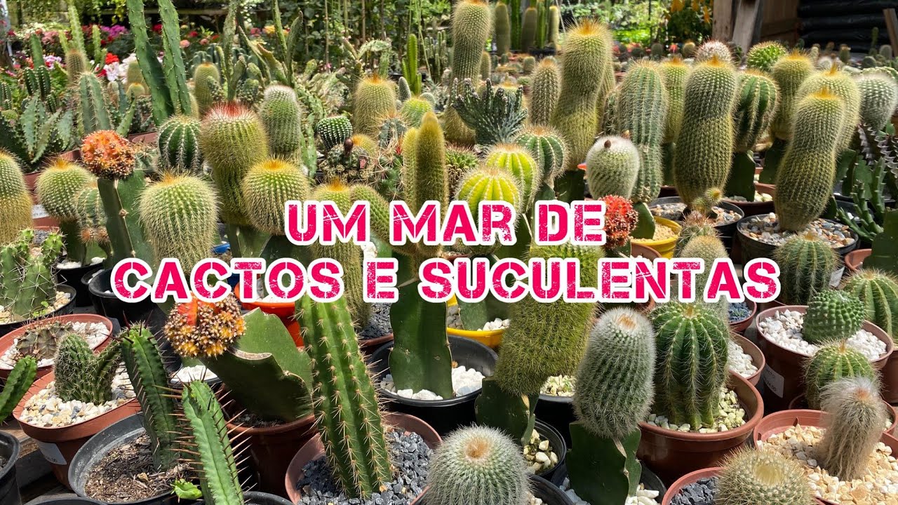 Muuuitos Cactos e Suculentas. Fiquei maluca nessa floricultura