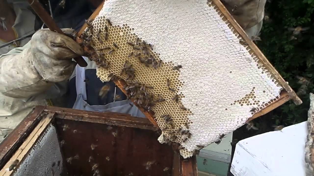 Pasieka u Mariana czesc II pobieranie miodu rzepak