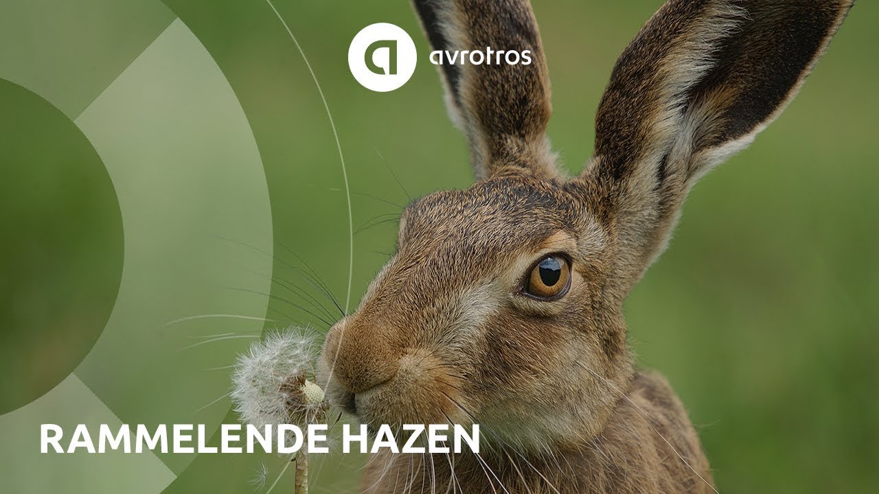 Wild in Nederland: rammelende hazen