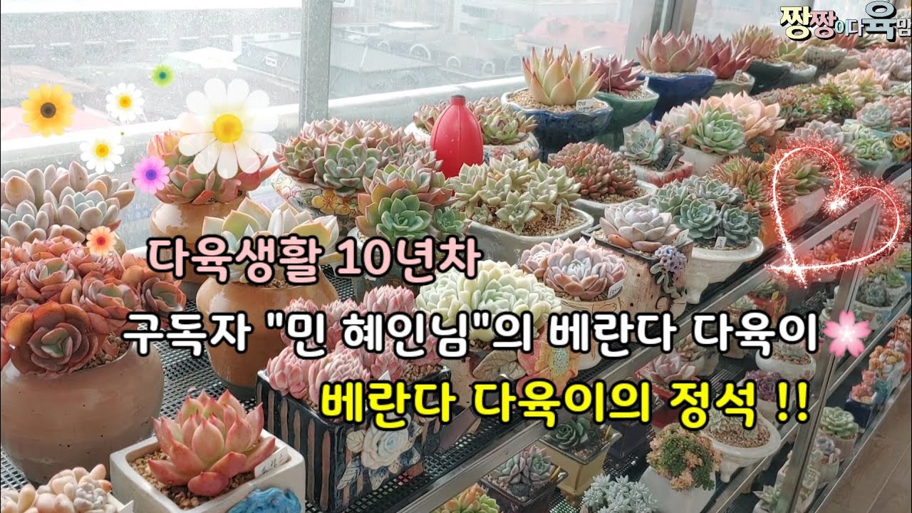 베란다 다육이 🌸구독자 민 혜인님의 다육생활 탐방기🍀🐾다육의 정석( 금손)