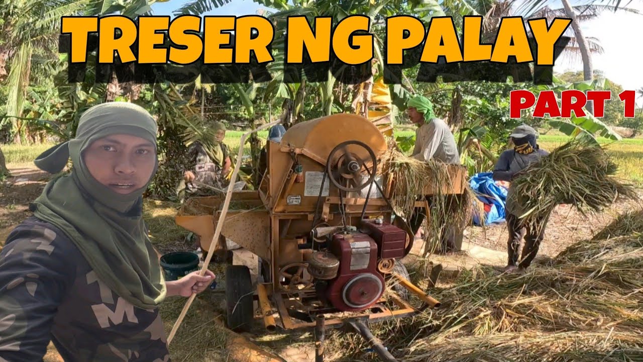 PAG TRESER NG PALAY/ BUHAY PROBINSYA| KATUBA OFFICIAL