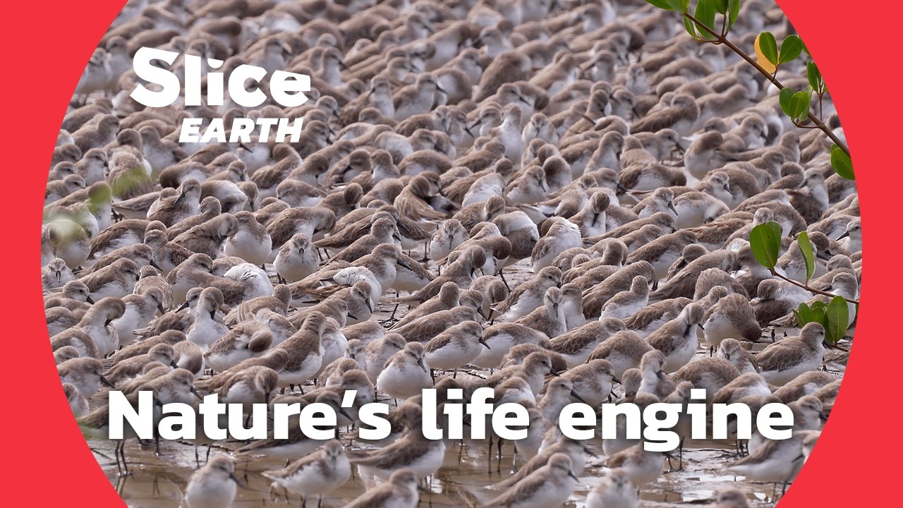 Silt : Where life begins and thrives | SLICE EARTH | FULL DOC