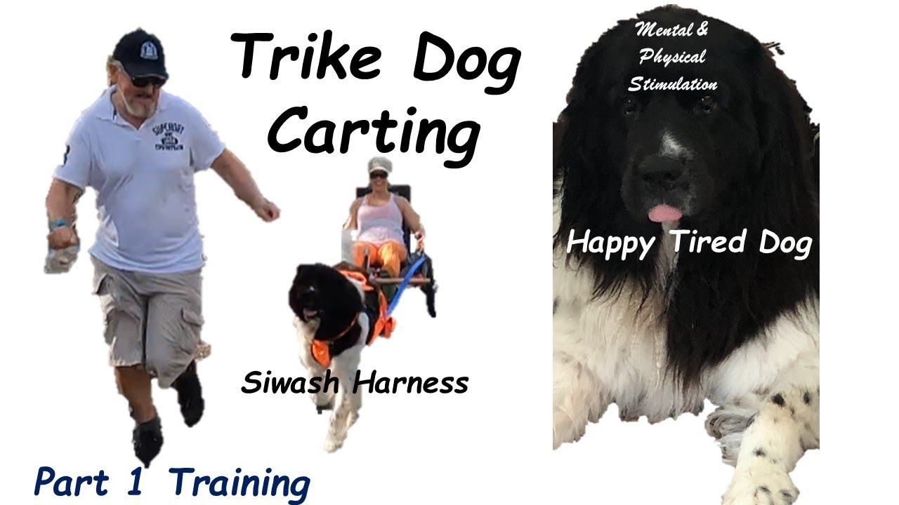 Dog Trike Carting