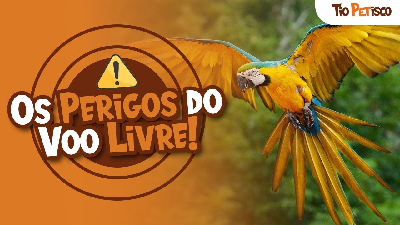 👉Riscos Reais do Voo Livre (Arara, Papagaio): o que quase ninguém te conta
