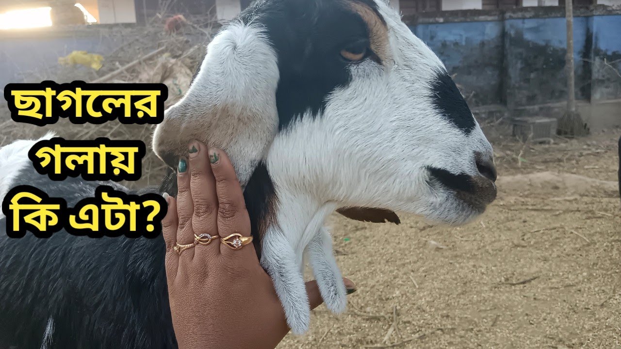 আমাদের বাগানের খামারবাড়ি। Khamar. Farmhouse 