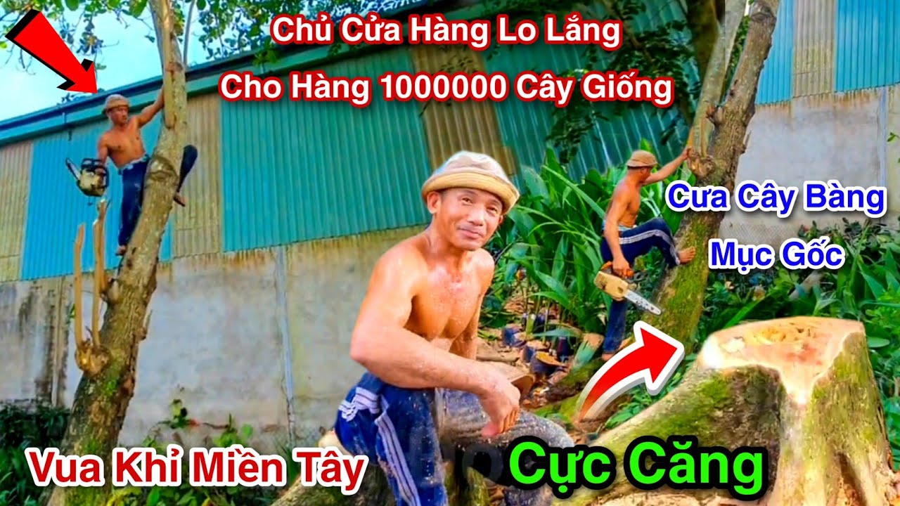 Chấn Động Cửa Hàng Lo Lắng Cho 1000000 Cây Giống Vua Khỉ Cưa 2 Cây Bàng Mục Gốc Cực Khó