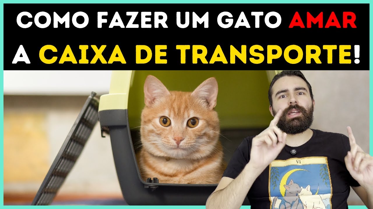 Como Acostumar Um Gato Com a Caixa De Transporte