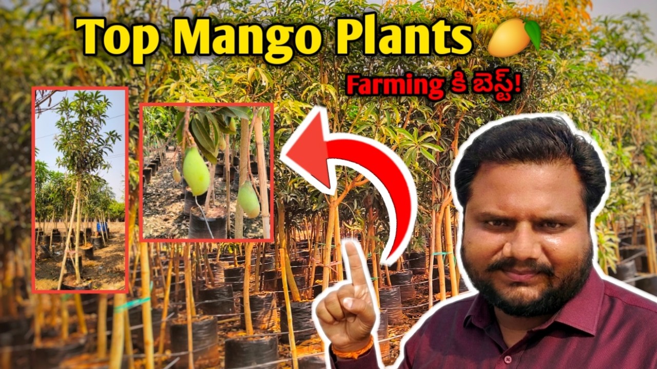 Top Mango Plants 🥭 | Farming కి బెస్ట్ Totapuri, Banganapalli, Rasalu, Mallika.. #asplants #kadiyam