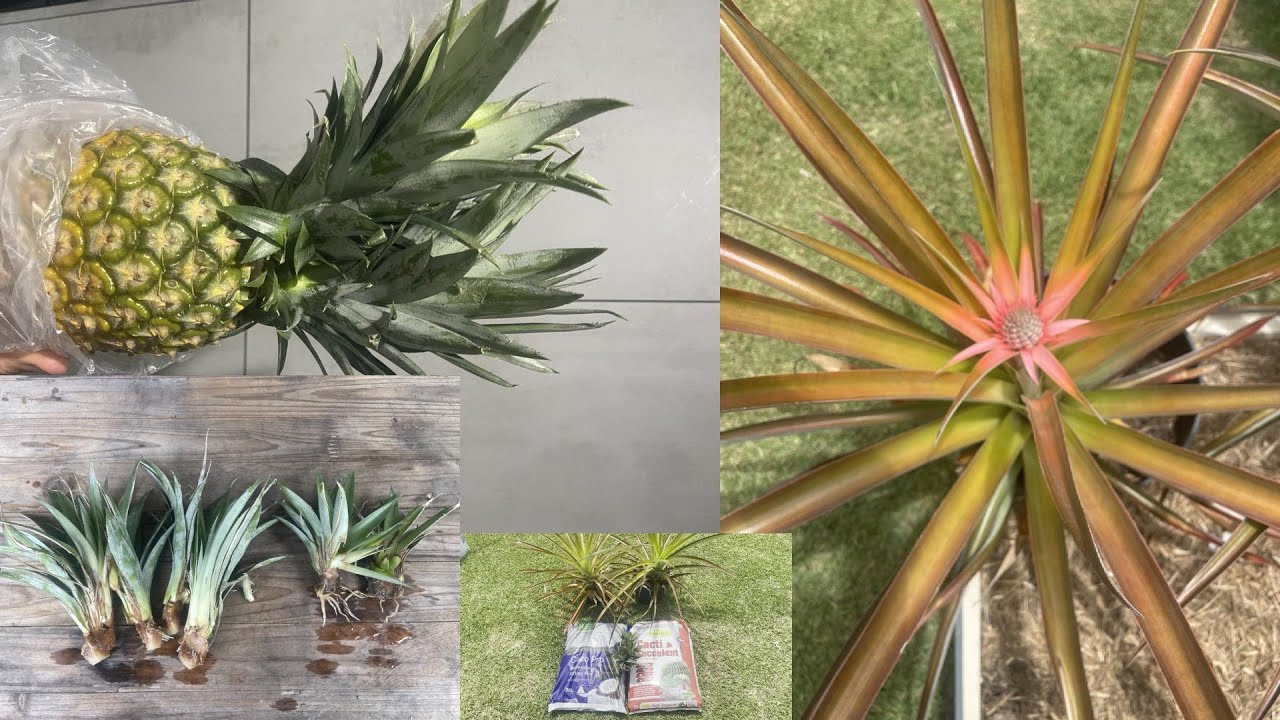 Repotting Top & Cutting Multiple #pineapple Tops In Half | The Complete Growing Guide Part 2