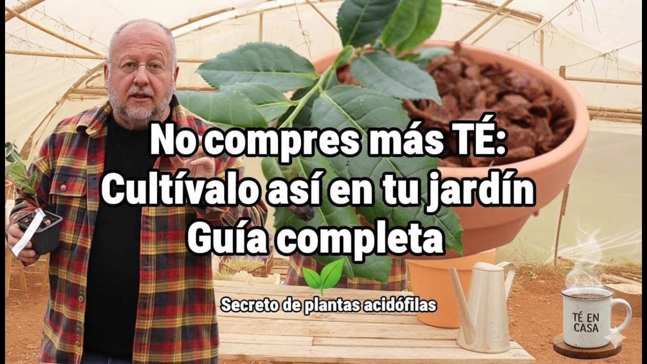 No compres más TÉ: Cultívalo así en tu casa (Guía completa)