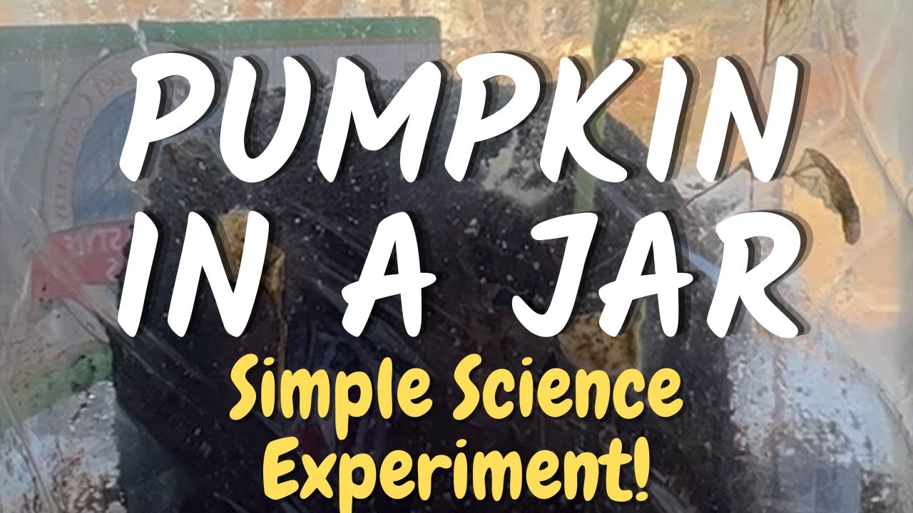 Homeschool Science Experiments | How Do Pumpkins Grow? | Pumpkin Lifecycle Experiment