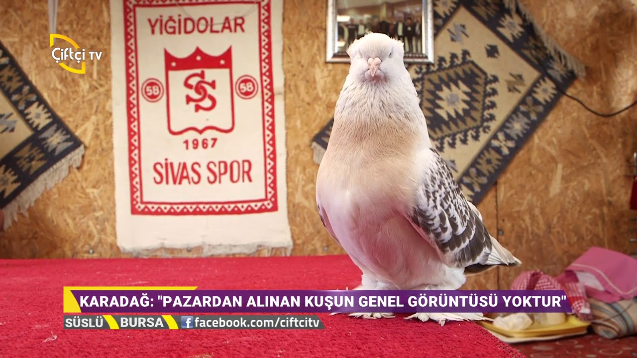 Şebap Irkı Güvercinleri - Süslü / Çiftçi TV