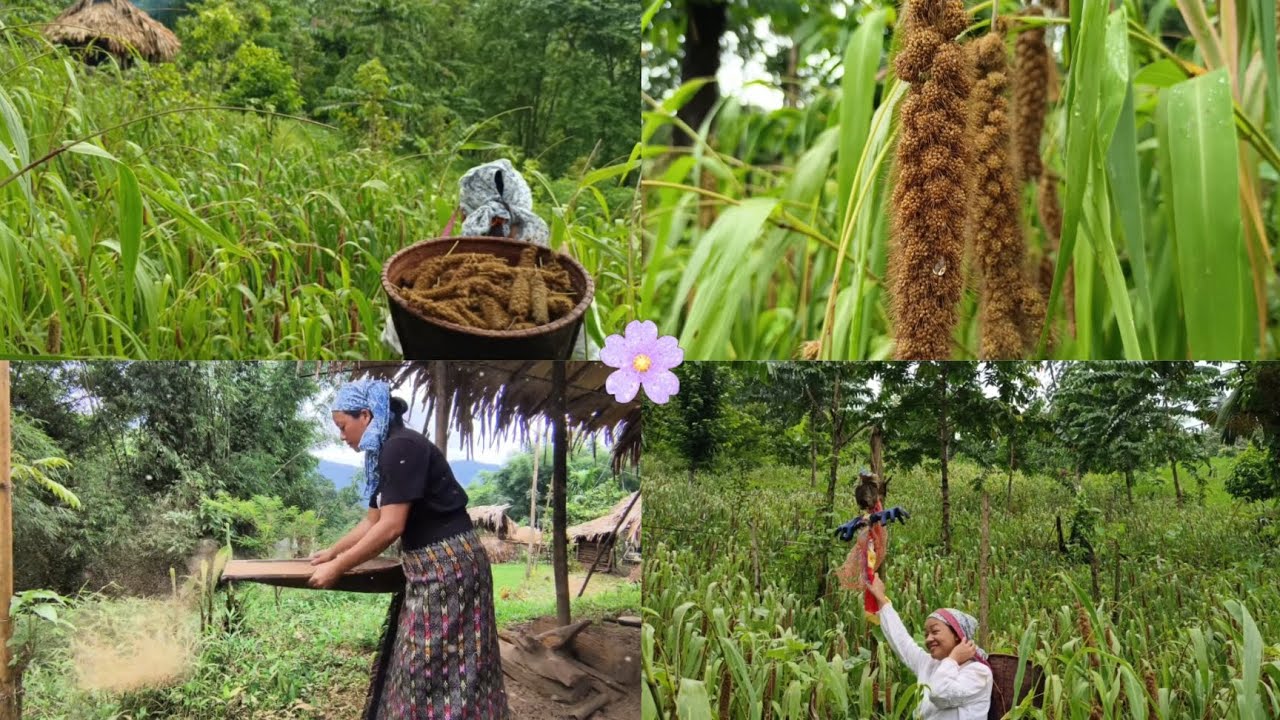 Traditional way of Harvesting foxtail millet (hamee)  #villagelife #farming  #foxtailmillet