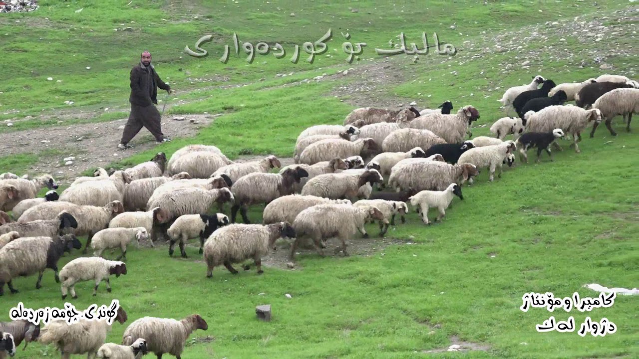 srushte gundu dange shwan-سروشتی گوندو دەنگی شوان