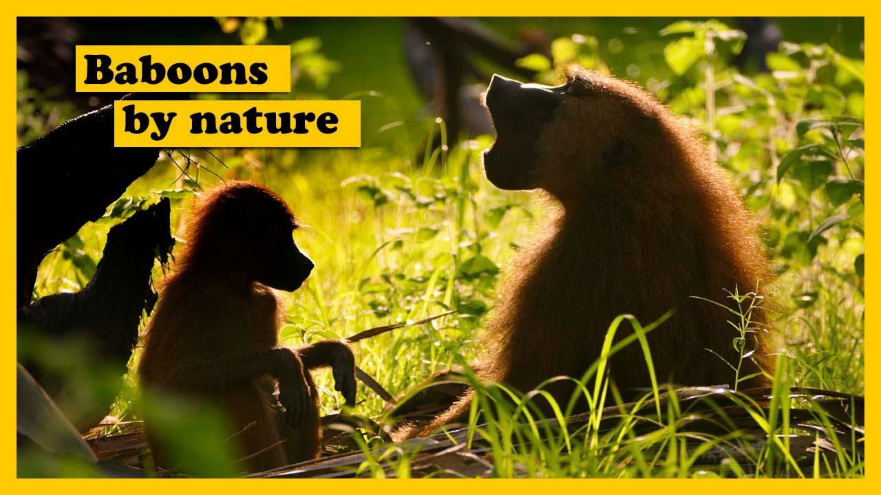 Evolution Of Human Society Documentary (GUINEA BABOONS)
