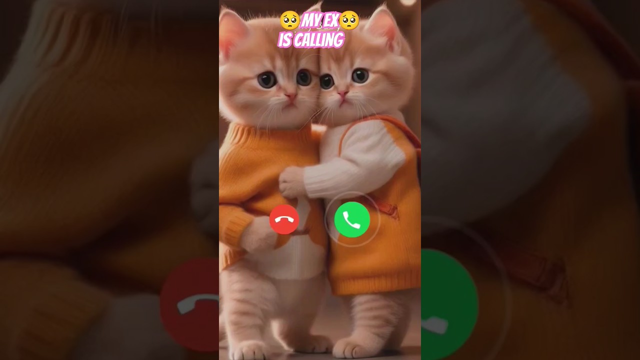 Mi telephone sound #cat #calling #call #ringtone