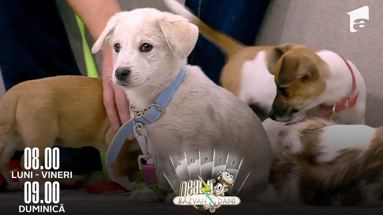 Cum putem adopta un animăluț de companie