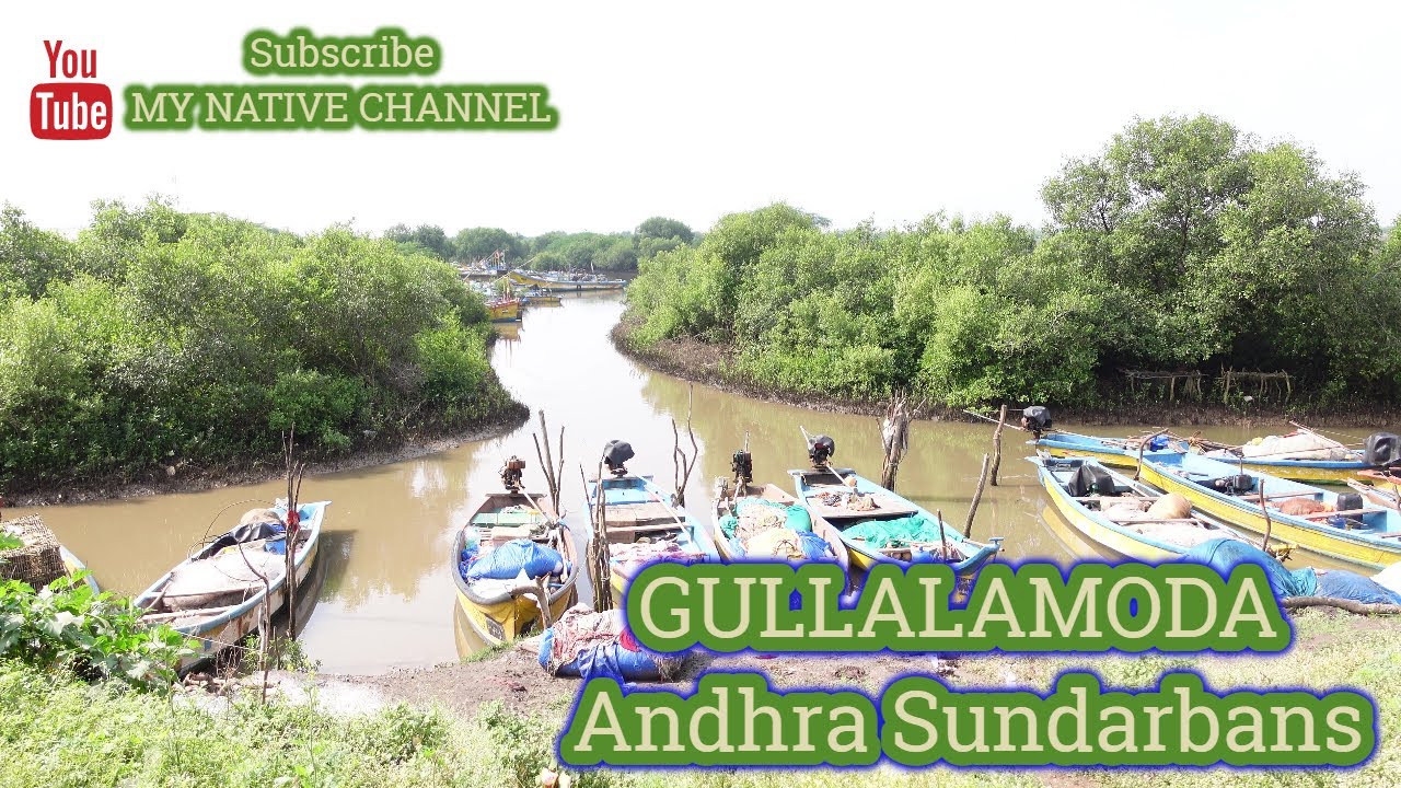 GULLALAMODA ANDHRA SUNDARBANS # MY NATIVE CHANNEL