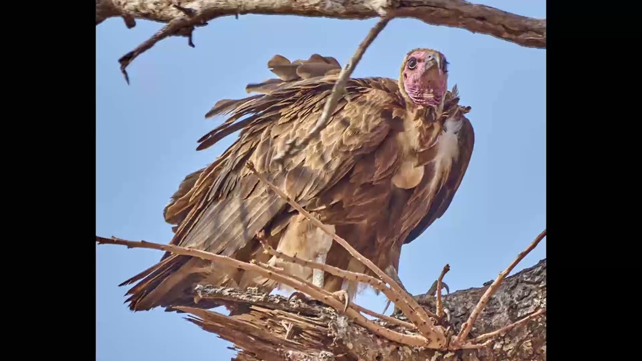 Birds South Africa Part 8.