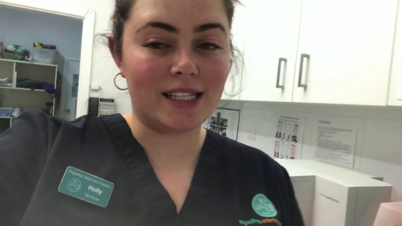 Vet Nursing video presentation on Setting up an Anaesthetic machine by Holly Edwards