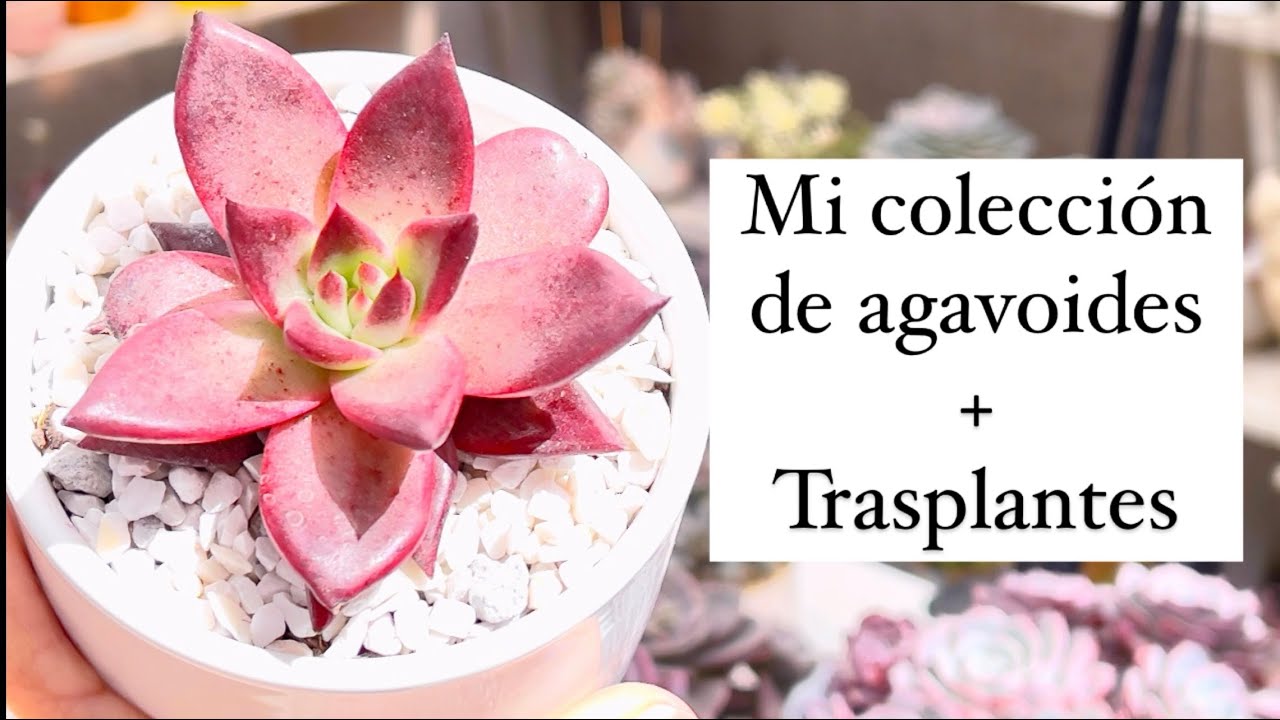 Trasplante + mi colección de agavaides +tips para estresar tu suculenta