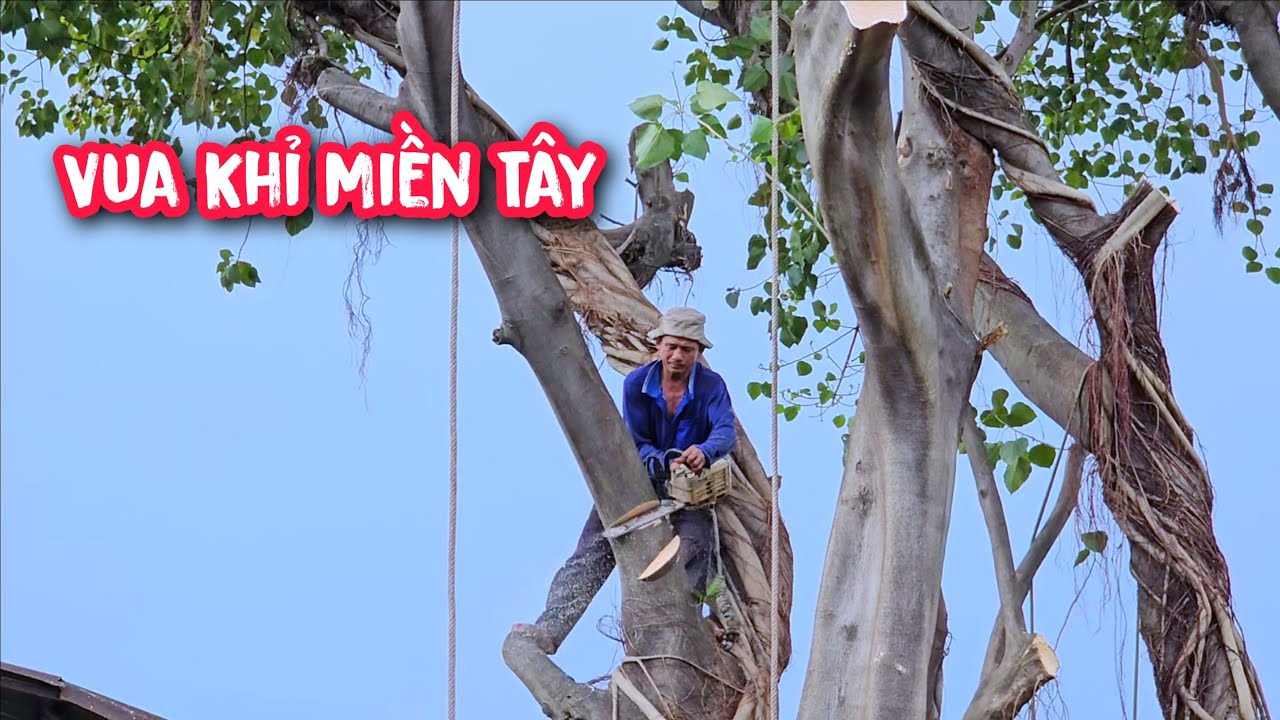 Quá nguy hiểm !!! Vua Khỉ cưa cây Lâm Vồ Khủng nằm cạnh căn nhà hoang (2/2).