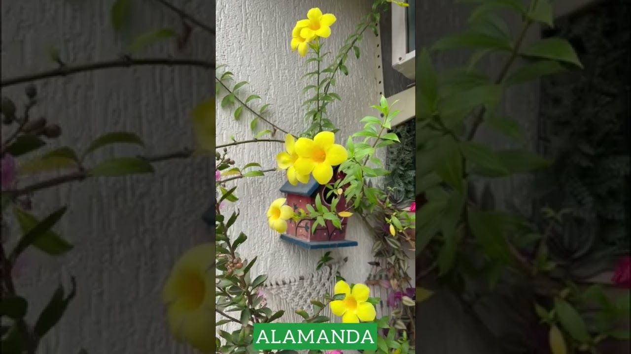 5 Permanent flowering plants