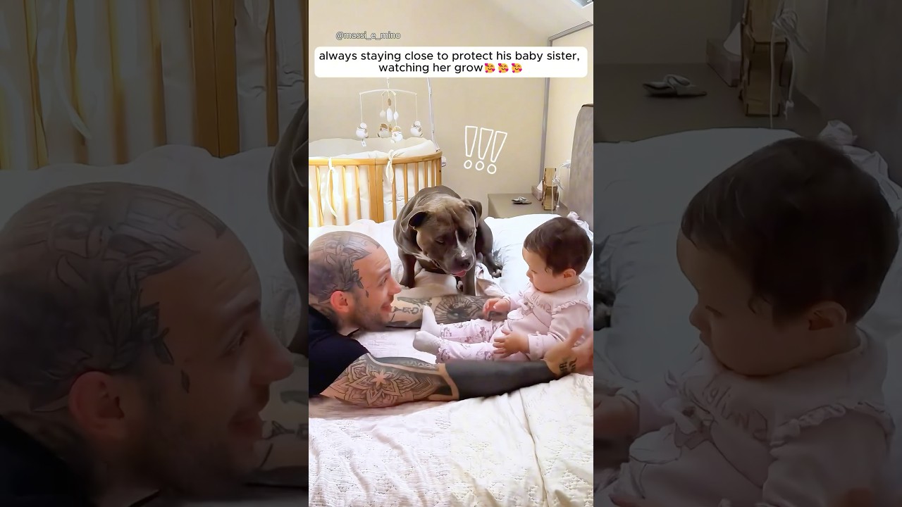 This pitbull is obsessed with his little sister