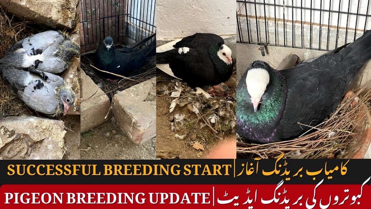 Pigeon breeding update | Pigeon loft breeding 