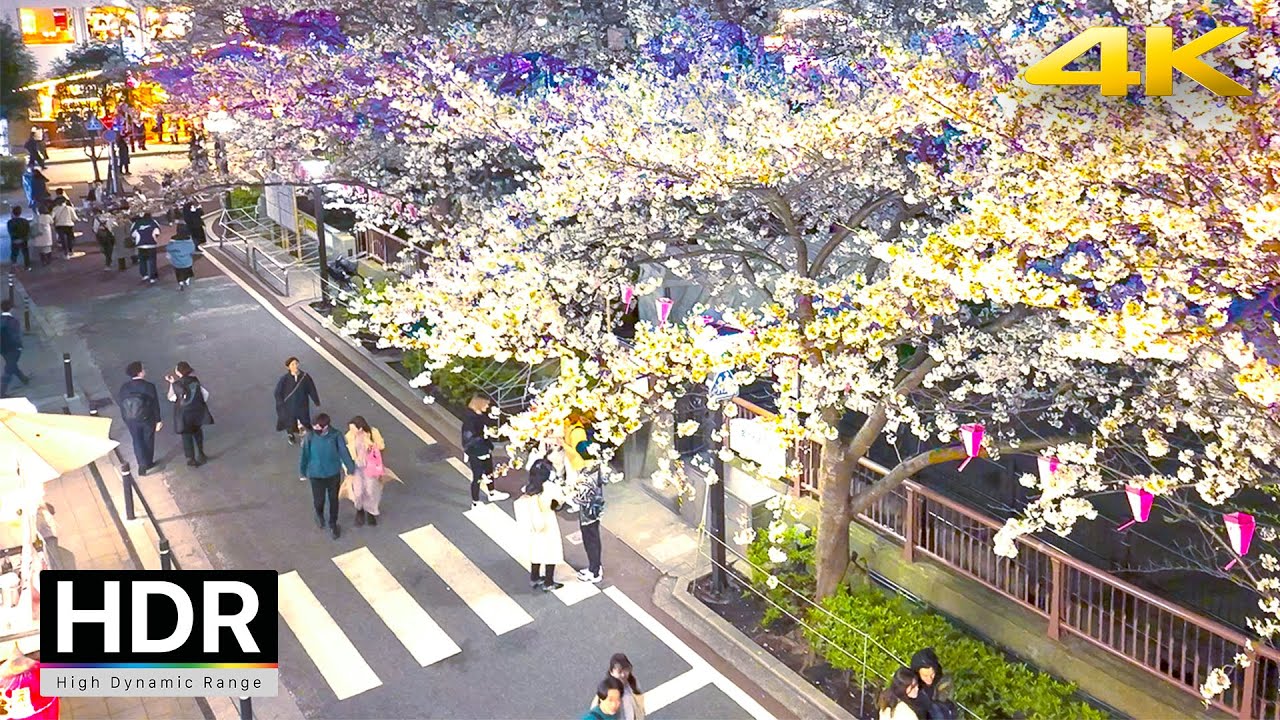 Сакура 2024 - Накамегуро в полном цвету / 4K HDR/Binaural | Tokyo Cherry Blossoms 2024 - Nakameguro