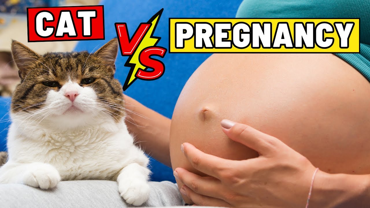 You’ve Heard Cats Are Dangerous During Pregnancy — But Here’s the Real Risk