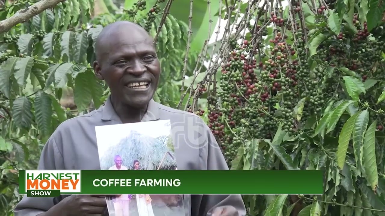 Harvest Money: Coffee farming